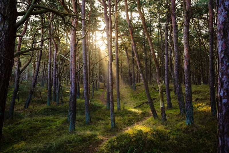 Black Forest, Germany