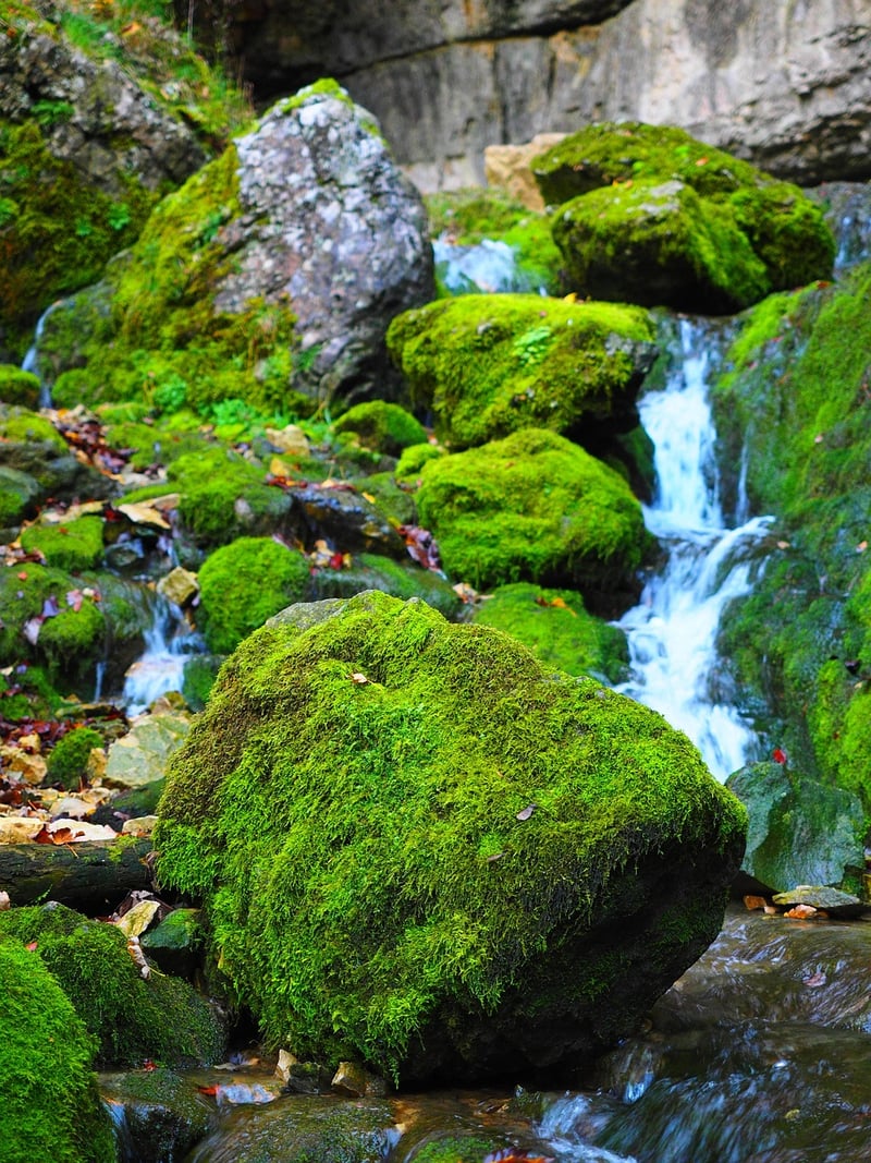 Moss and Ferns
