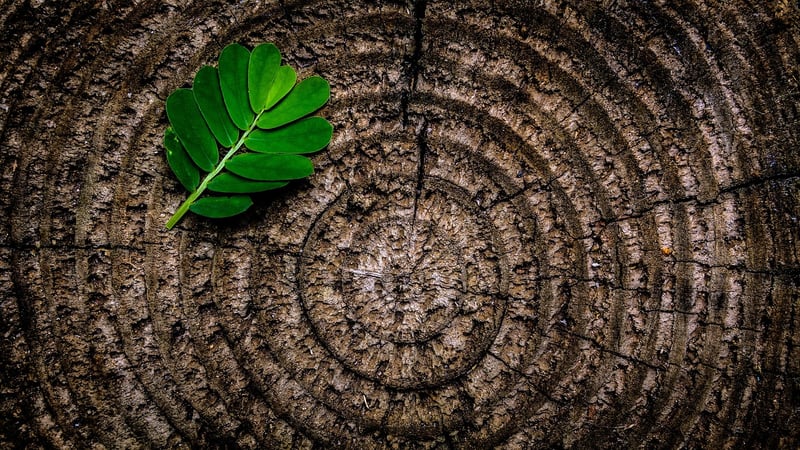 Tree Stumps and Logs